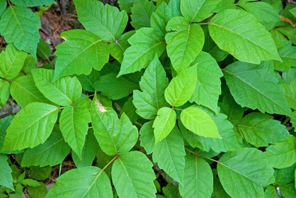 Poison Ivy